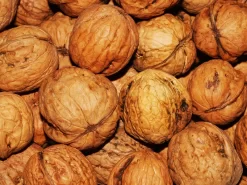 Juglans Regia, Walnuss-Sämling -Gartenpflanzen Verkauf walnuss juglans regia 4 1280x1280