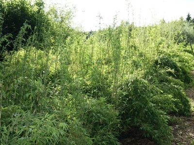 Fargesia Denudata 'Lancaster', Überhängender Bambus, Wasserfall-Bambus 2 Fargesia Denudata 'Lancaster', Überhängender Bambus, Wasserfall-Bambus – Bild 2