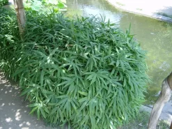 Pleioblastus Viridistriatus 'Vagans' (Sasaella Ramosa), Weichblättriger Zwergbambus -Gartenpflanzen Verkauf weichblaettriger zwergbambus 1280x1280