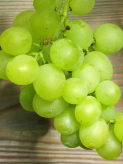 Tafel- Und Weintraube Bianca