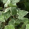 Hedera Helix 'Glacier', Weiß-grüner Efeu 'Glacier'
