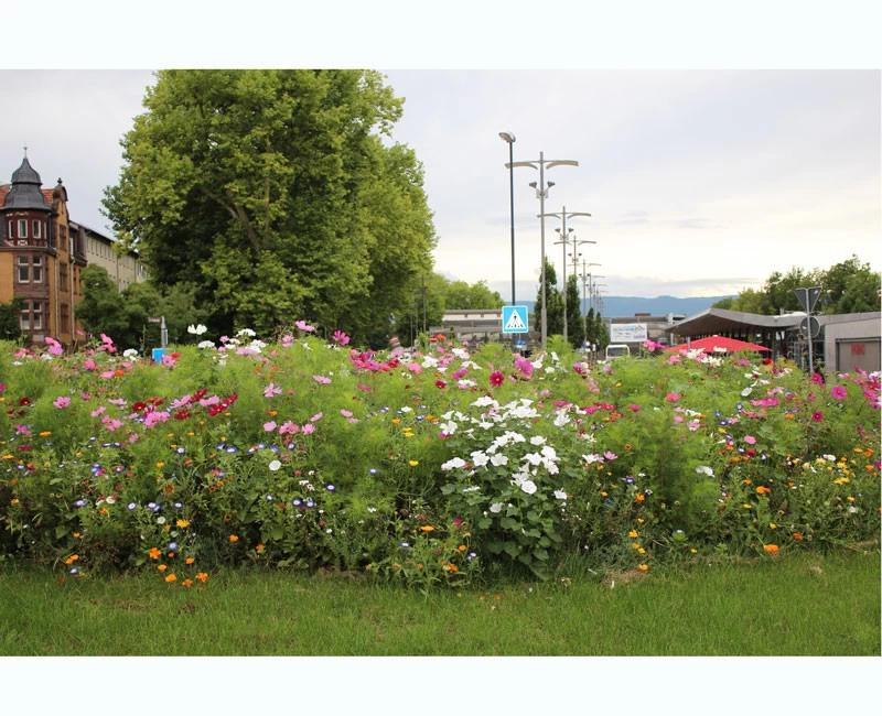 Blumenwiese - Werratal 2 Blumenwiese - Werratal – Bild 2