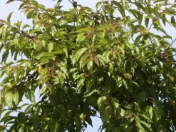 Prunus Subhirtella 'Autumnalis', Schneekirsche 6 Prunus Subhirtella 'Autumnalis', Schneekirsche -Gartenpflanzen Verkauf winterkirsche blatt 1280x1280