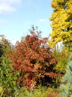 Viburnum Bodnantense 'Dawn', Winterschneeball -Gartenpflanzen Verkauf winterschneeball 1280x1280