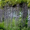 Wisteria Floribunda 'Macrobotrys', Blauregen