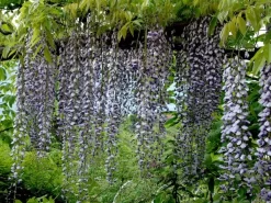 Wisteria Floribunda 'Macrobotrys', Blauregen