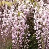 Wisteria Floribunda 'Rosea', Blauregen