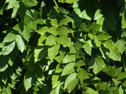Wisteria Sinensis, Chinesischer Blauregen -Gartenpflanzen Verkauf wisteria sinensis blatt 1280x1280
