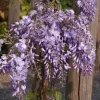 Wisteria Sinensis 'Prolific', Blauregen