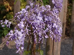 Wisteria Sinensis 'Prolific', Blauregen