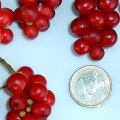 Chinesische Vitalbeere ® Wu Wei Zi -Gartenpflanzen Verkauf wu wei zie beeren 1280x1280