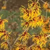 Hamamelis Intermedia 'Orange Beauty', Zaubernuss
