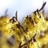 Hamamelis Intermedia 'Arnold Promise', Zaubernuss
