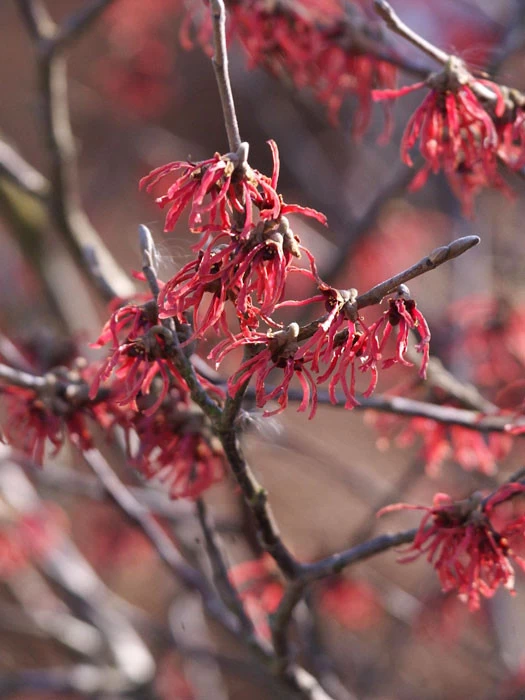 Hamamelis Intermedia 'Ruby Glow', Zaubernuss 1 Hamamelis Intermedia 'Ruby Glow', Zaubernuss