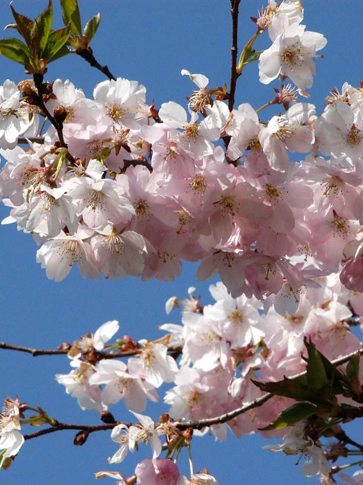 Prunus Subhirtella 'Accolade', Frühe Zierkirsche - Hochstamm 1 Prunus Subhirtella 'Accolade', Frühe Zierkirsche - Hochstamm