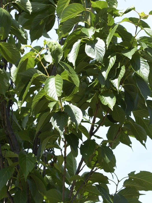 Prunus Serrulata 'Amanogawa', Säulenzierkirsche 2 Prunus Serrulata 'Amanogawa', Säulenzierkirsche – Bild 2