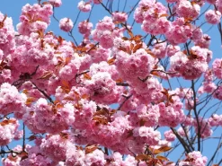 Prunus Serrulata 'Kanzan', Japanische Nelkenkirsche - Hochstamm 10 Prunus Serrulata 'Kanzan', Japanische Nelkenkirsche - Hochstamm -Gartenpflanzen Verkauf zierkirsche kanzan 1280x1280