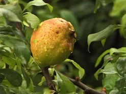 Chaenomeles Superba 'Crimson And Gold', Zierquitte