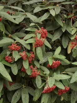 Viburnum Rhytidophyllum, Immergrüner Zungenschneeball -Gartenpflanzen Verkauf zungenschneeball pflanze 1280x1280