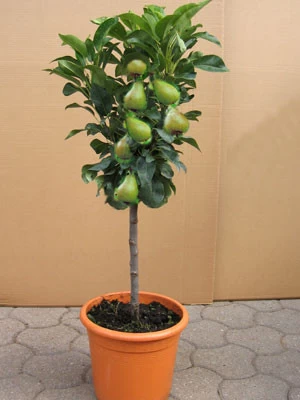 Zwergbirne 'Garden Beauty' ®, Pyrus Communis 'Garden Beauty' 1 Zwergbirne 'Garden Beauty' ®, Pyrus Communis 'Garden Beauty'