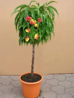 Zwergnektarine, Prunus Nuciperisca