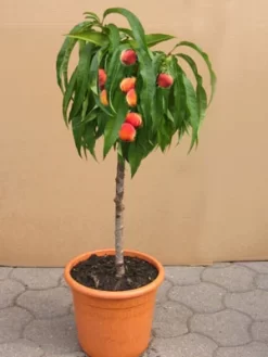 Zwergpfirsich Grünlaubig 'Bonanza'