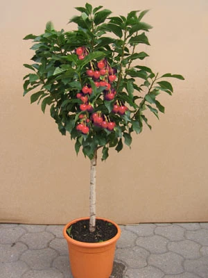 Zwerg-Sauerkirsche 'Griotella', Prunus Cerasus 'Griotella' 1 Zwerg-Sauerkirsche 'Griotella', Prunus Cerasus 'Griotella'