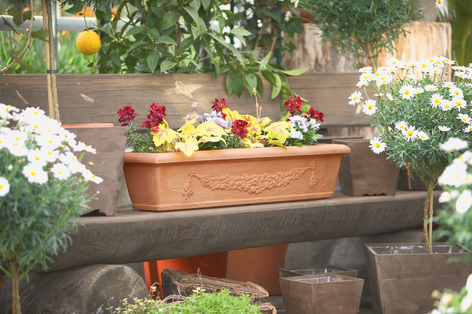 Gartenpflanzen Verkauf -Gartenpflanzen Verkauf 114 080 IMG KAT Blumenkasten BERGAMO min