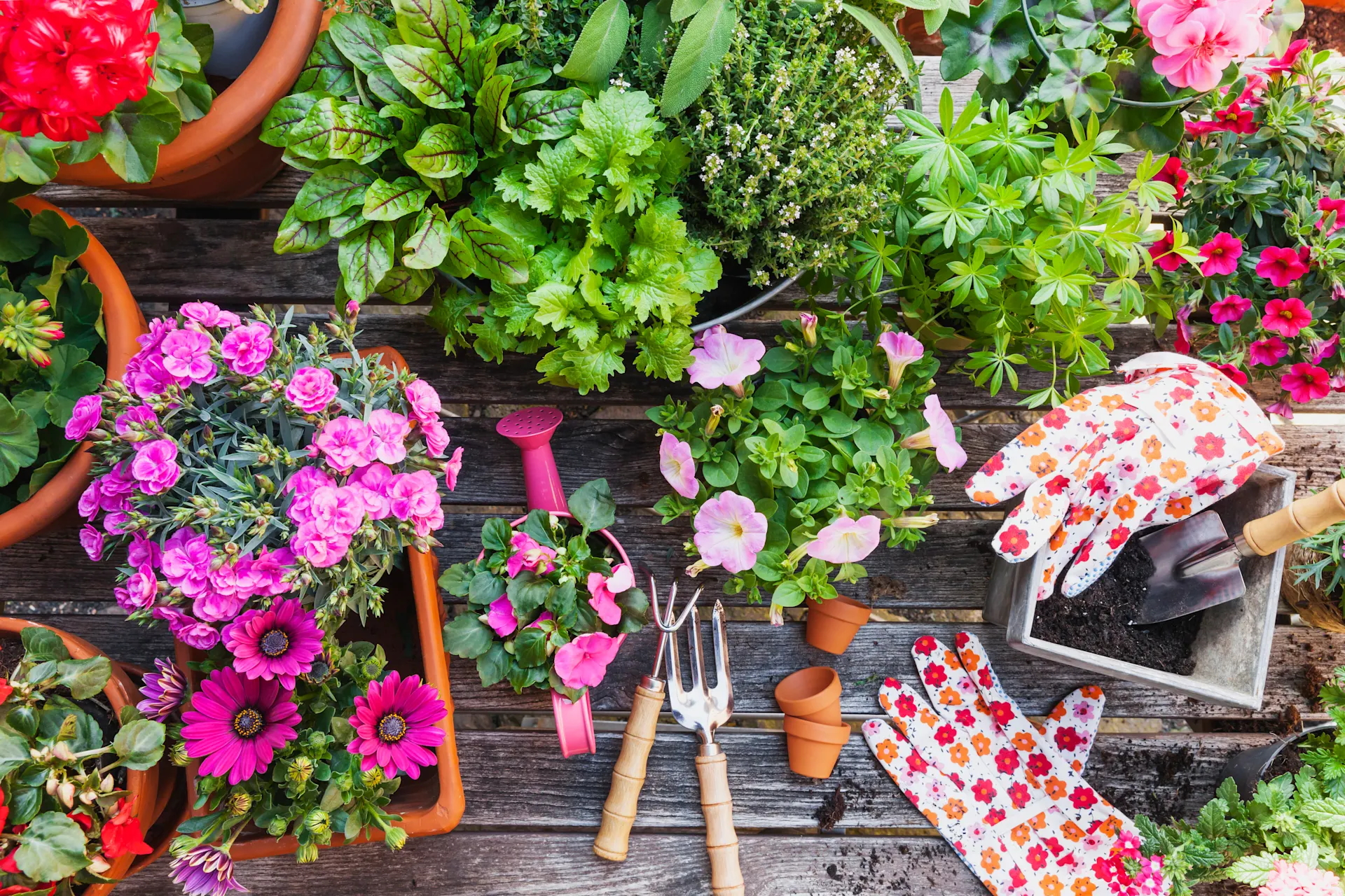 Gartenpflanzen Verkauf -Gartenpflanzen Verkauf GettyImages 661775137